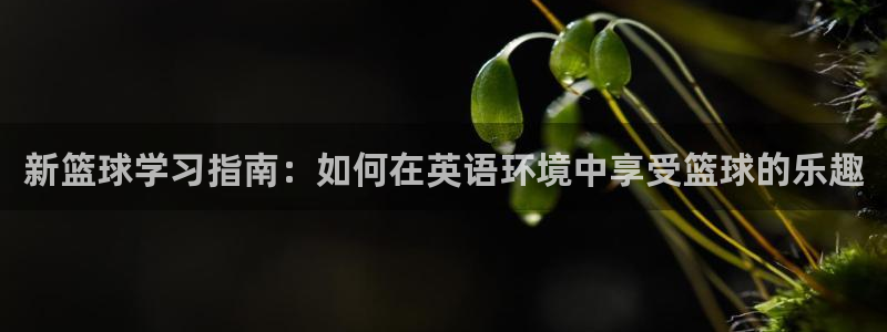 沐鸣2体育代理申请流程：新篮球学习指南：如何在英语环境中享受篮球的乐趣